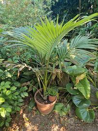 piante palme grusoni cactus 