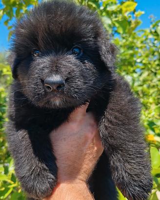 cucciolo di pastore tedesco pelo lungo