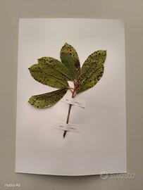 Erbario Fitopatologia