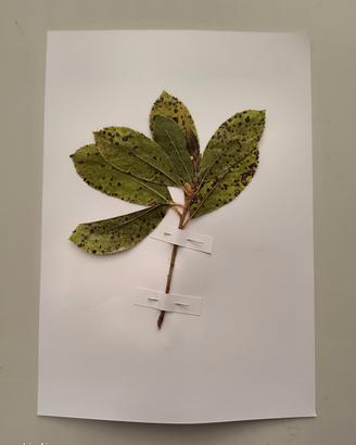 Erbario Fitopatologia