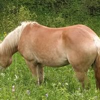 Cavalla haflinger avellinese