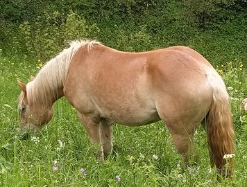 Cavalla haflinger avellinese