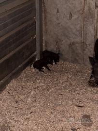 Mini pig