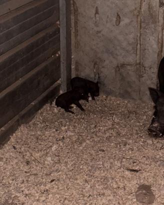 Mini pig
