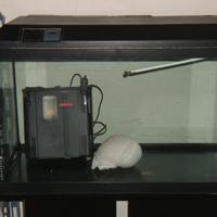 Aquario