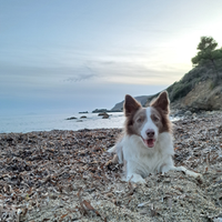 Maschio border colli per Monta
