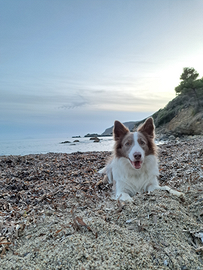 Maschio border colli per Monta