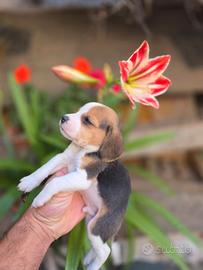 Beagle dolcissimi