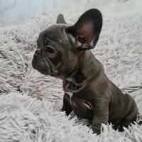 Bulldog francese