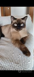 Siamese