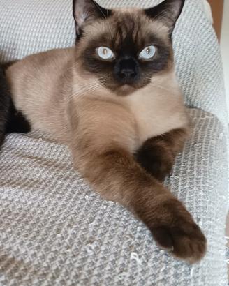 Siamese