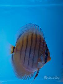 Discus linea wild