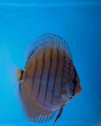 Discus linea wild