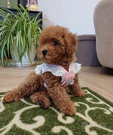 Cuccioli di Barboncino toy