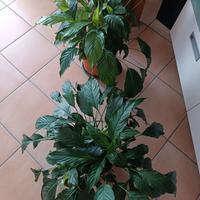 Piante Spathiphyllum wallisii

