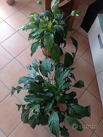 Piante Spathiphyllum wallisii

