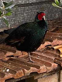 Fagiani
