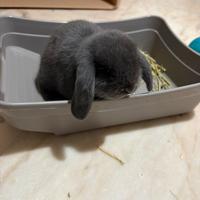 Coniglio di vienna blu nano ariete con accessori