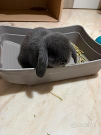 Coniglio di vienna blu nano ariete con accessori