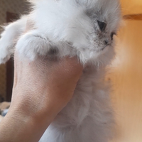 Ultimo spettacolo vero chinchilla