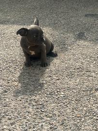 Cuccioli di bulldog francese blu