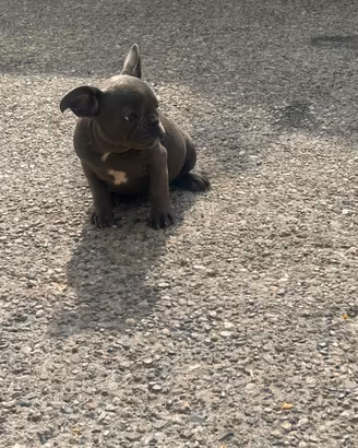 Cuccioli di bulldog francese blu