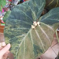 alocasia regal shield aurea  cormo