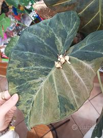alocasia regal shield aurea  cormo