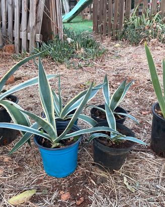 Piante di Agave e Iris bianco