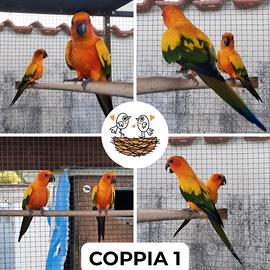 Coppia riproduttiva conuri del sole