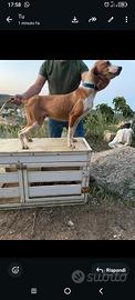 Segugio x cinghiale femmina 2 anni