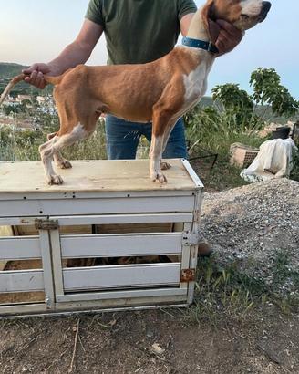 Segugio x cinghiale femmina 2 anni