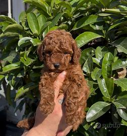 Adorabili barboncini mini toy