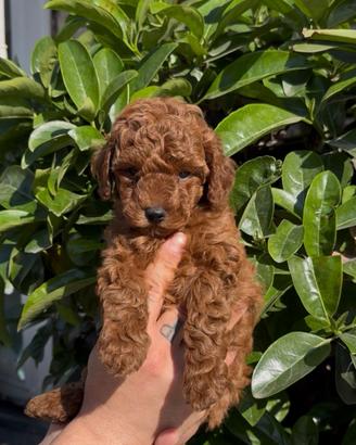 Adorabili barboncini mini toy