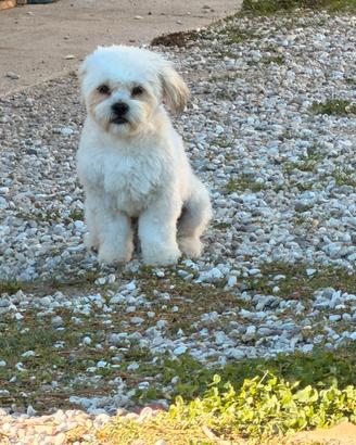 Maltese