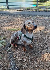 Monta cane fenotipo bassotto