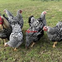 Galline Wyandotte