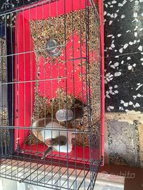 Coniglio più gabbia