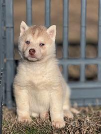 Cuccioli di siberian husky