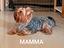 Immagine 6