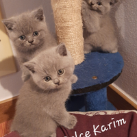 British Shorthair Blu