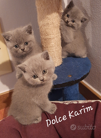 British Shorthair Blu