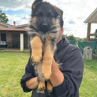 Cuccioli pastore tedesco