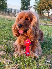 Cocker maschio per cucciolata