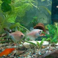 Gymnocorymbus pesce gonnella