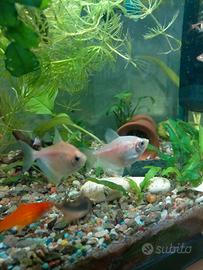 Gymnocorymbus pesce gonnella