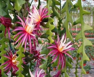 Epiphyllum anguliger