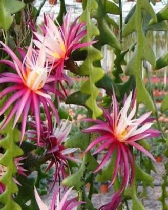 Epiphyllum anguliger