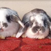 Coniglio nano ariete cuccioli Blu di Vienna