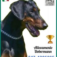 Dobermann Cuccioli di Altissima Genealogia